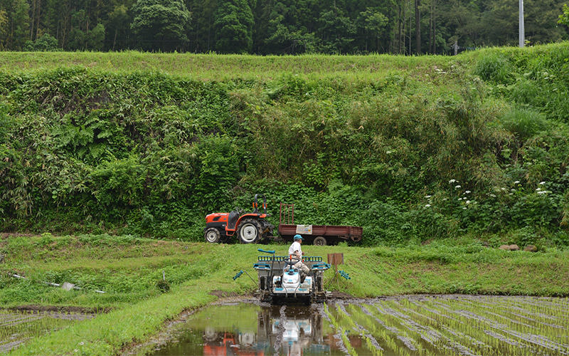 田植えを行う藤原さん。背後には田植え機を運んできたトラクターが見える。