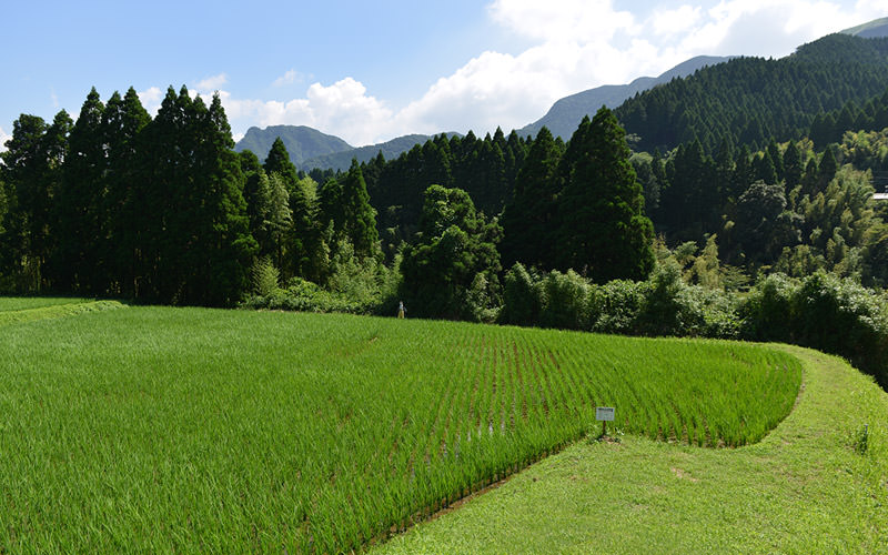 7月19日の稲の遠景。