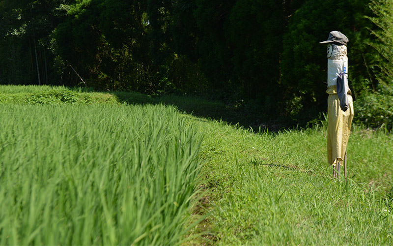 7月19日の稲の様子