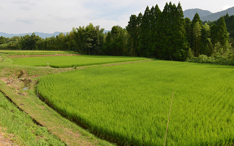 8月15日の稲の遠景