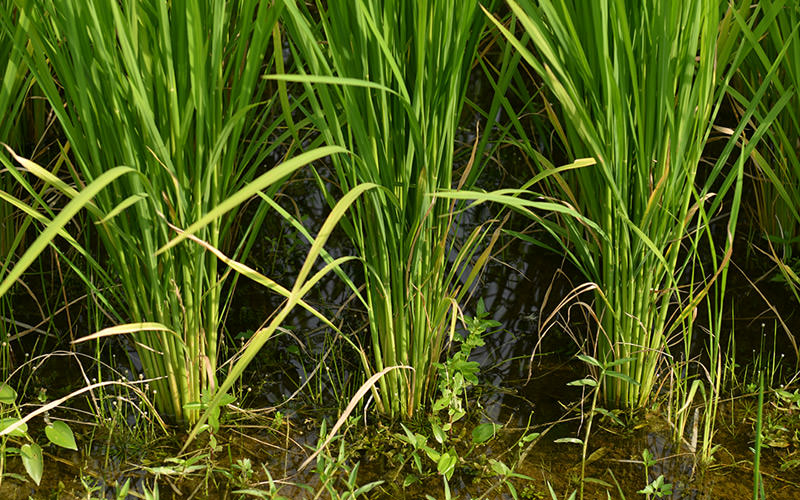 8月15日の稲の様子。