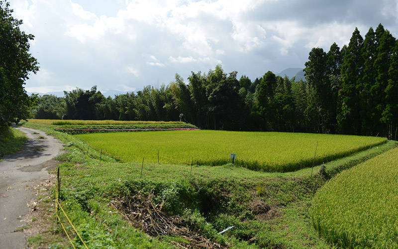 9月16日の稲の遠景