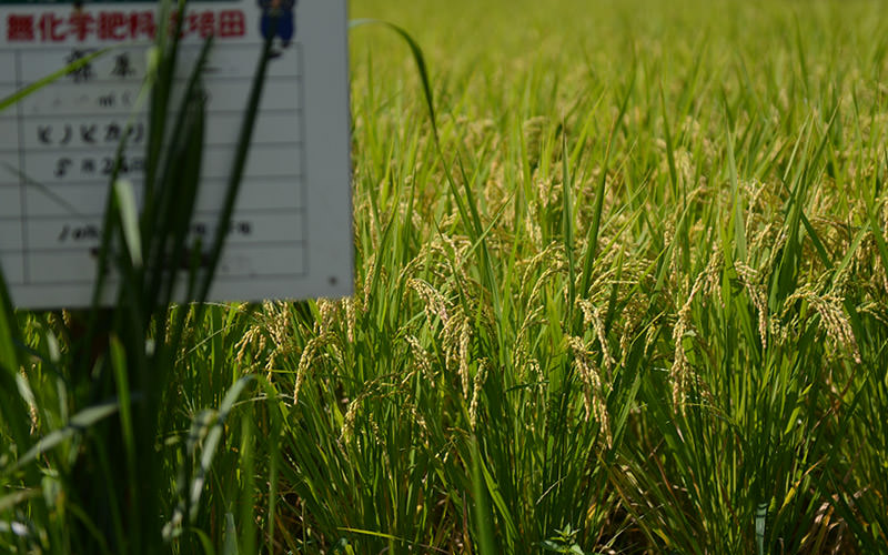 9月16日の稲の様子。