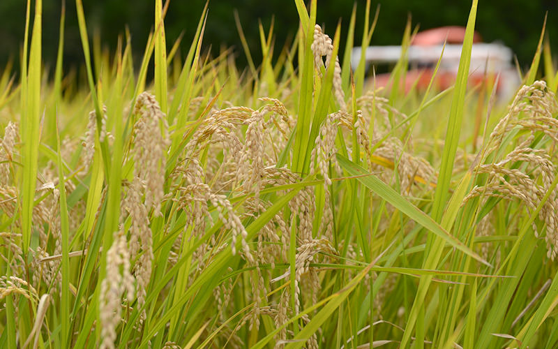 穂が実った稲。