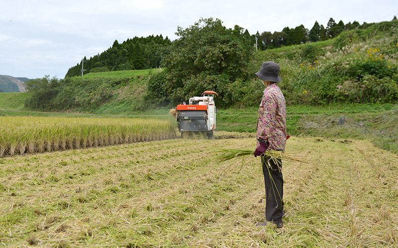 勝義さんの奥さんが息子の稲刈りを見守る。
