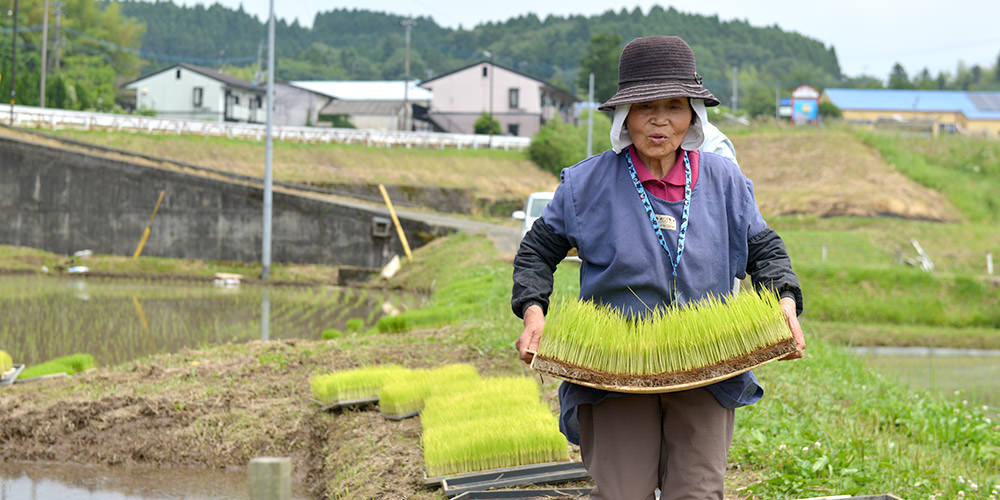 苗を運ぶ後藤松子さん。