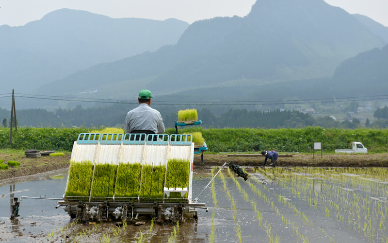 田植えは北野悦之さんが行う。