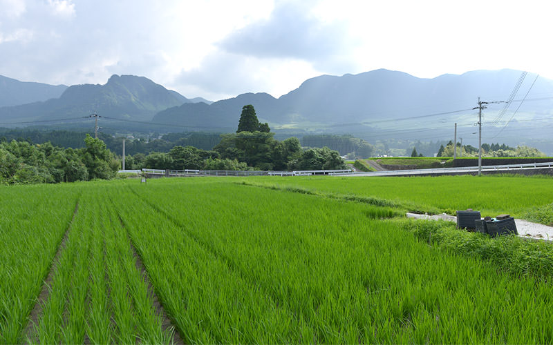 7月19日の稲の遠景。