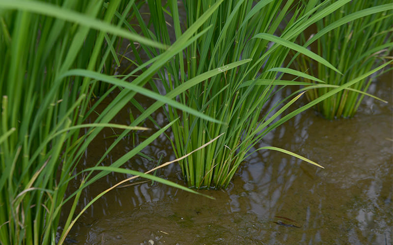 7月19日の稲の様子