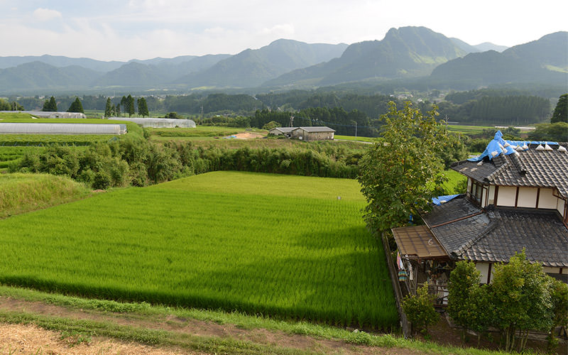 8月15日の稲の遠景