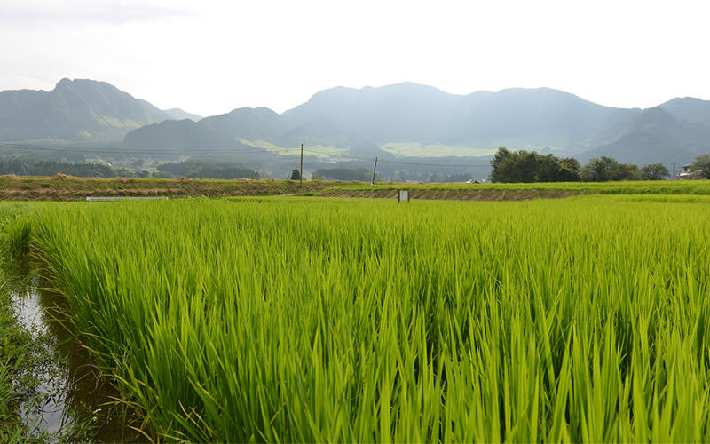 8月15日の稲の様子。