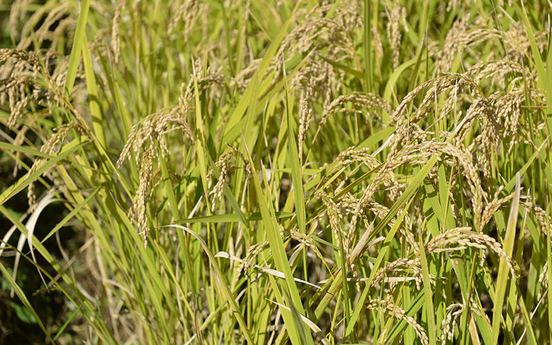 穂が実った稲。