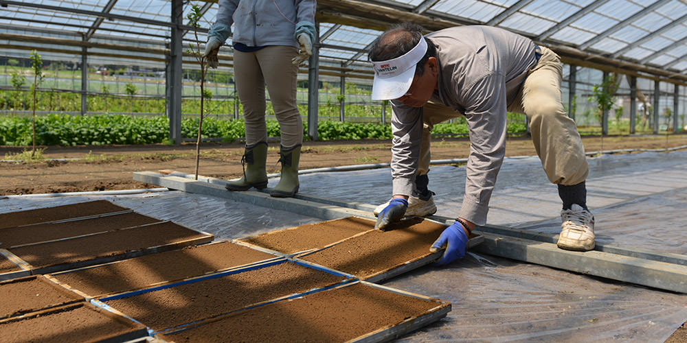 苗箱を並べる井芹さん。