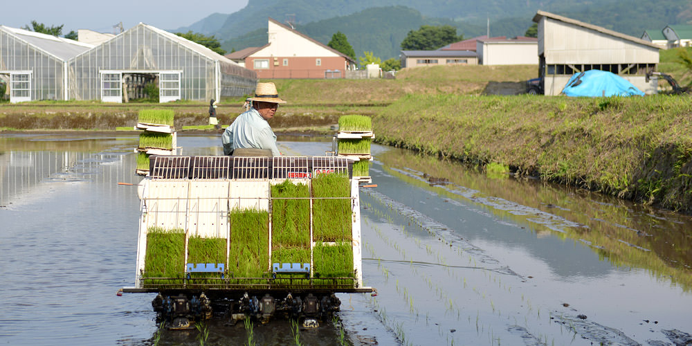田植えする井芹さん