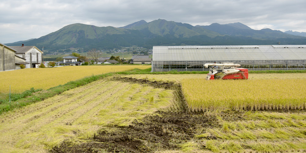 井芹さんの稲刈りの様子。