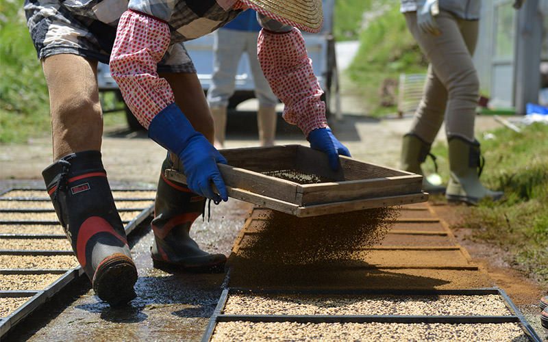 上土を振るう。