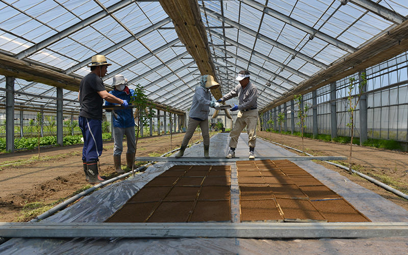 大型のハウスで育苗する。