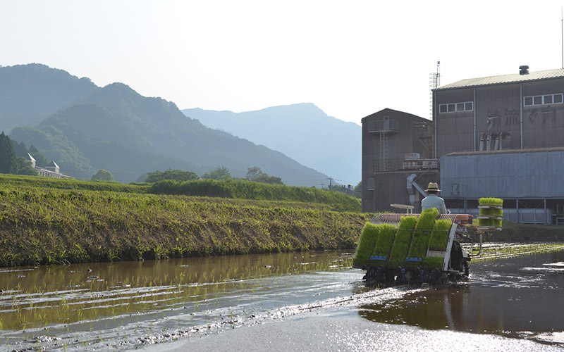山麓にある田んぼ。