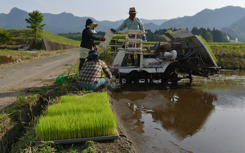 娘さんが田植えのお手伝い。