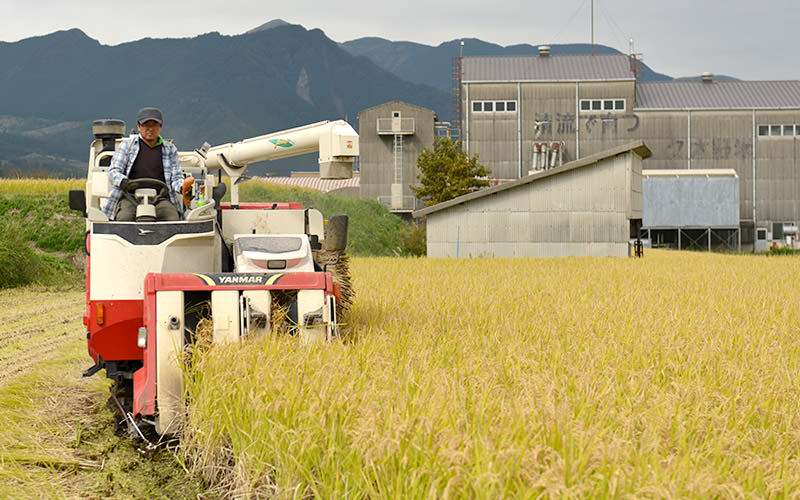 稲刈りを行うのは近所のオペレーター。