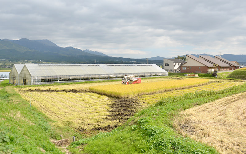 ハウス横の田んぼを稲刈り。