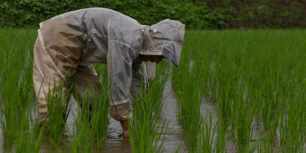 雨の中、カッパを着て除草作業を行う