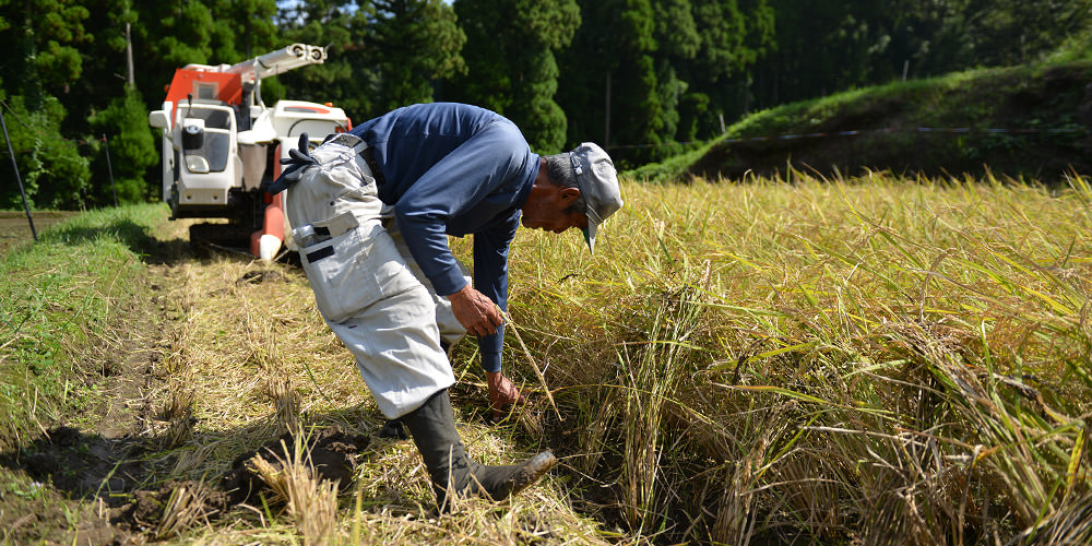 倒れた稲を手で立てていく。