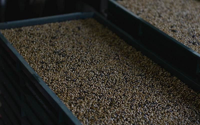 種を播いた苗箱の様子。