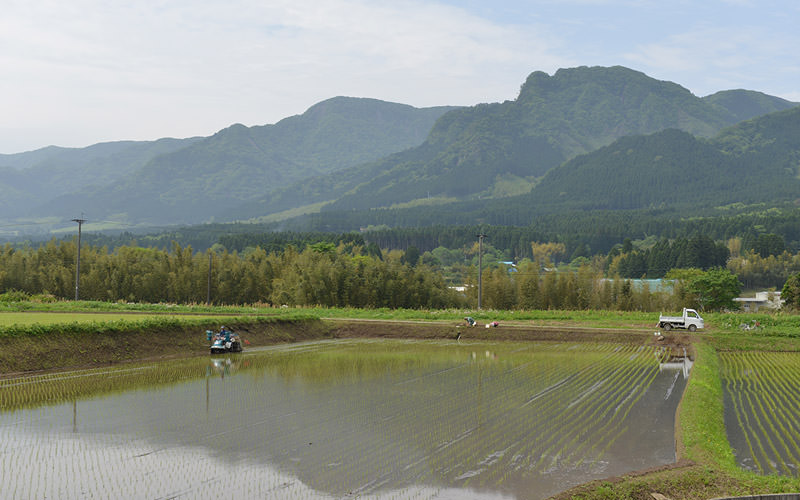 田植えしている田んぼ。