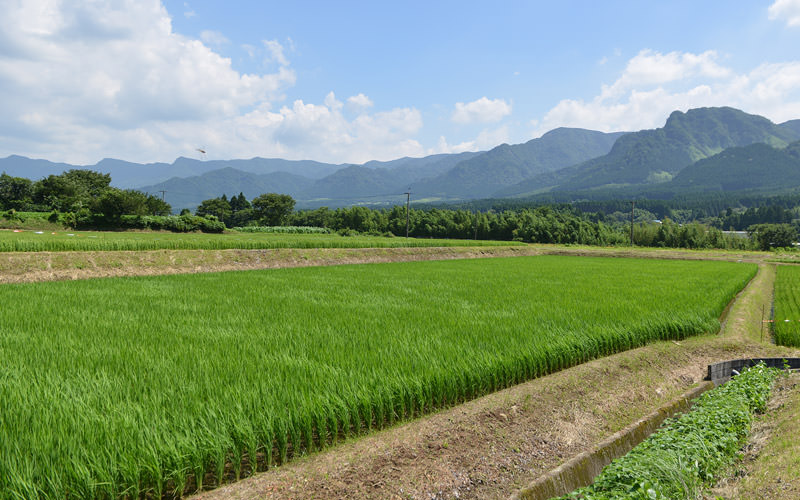 7月19日の稲の遠景。