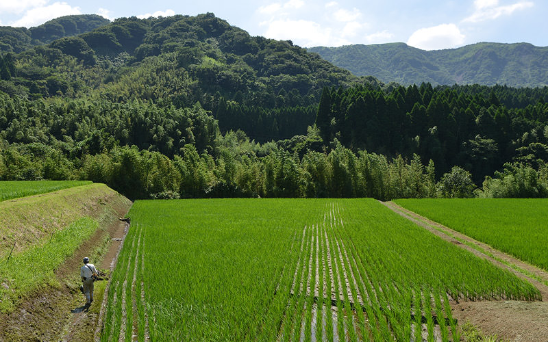 田んぼの草を刈る