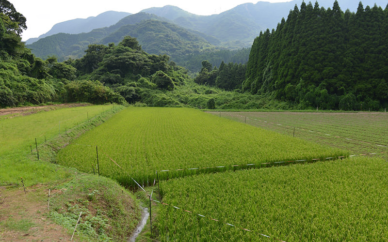 8月15日の稲の遠景
