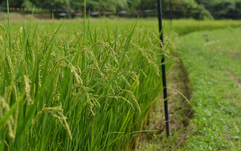 8月15日の稲の様子。