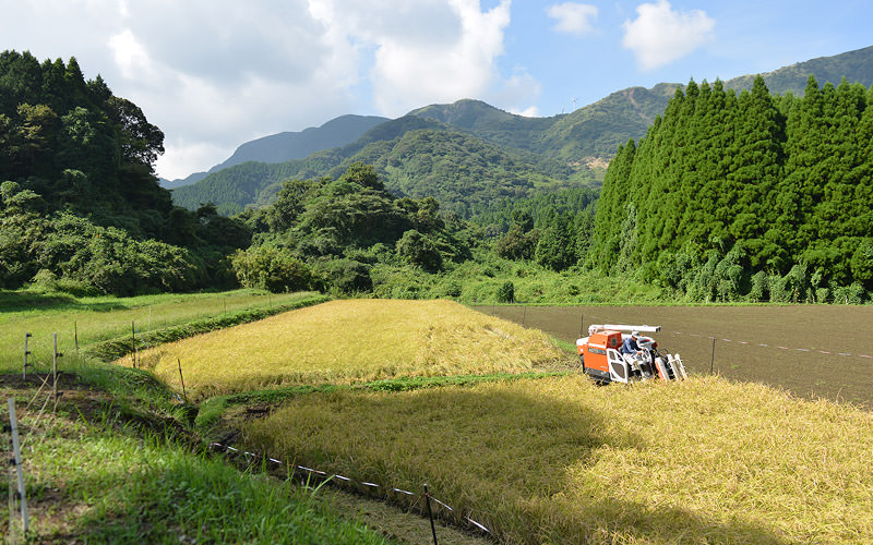 稲刈りを行う。