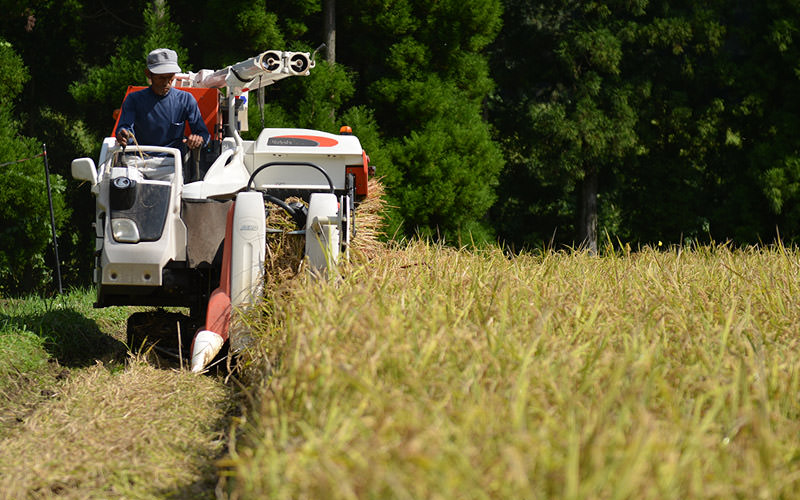 稲刈りも慎重に、丁寧に置こぬ。