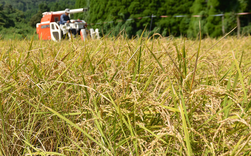 黄金色に実った穂。