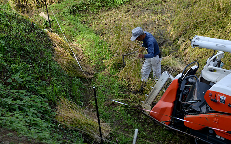 隅を手刈りする北野鉄矢さん。