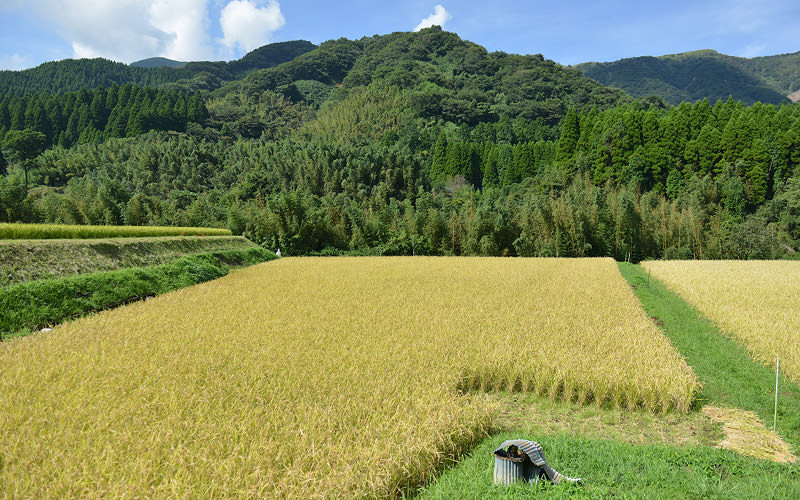 他の場所にあるコシヒカリの田んぼ。