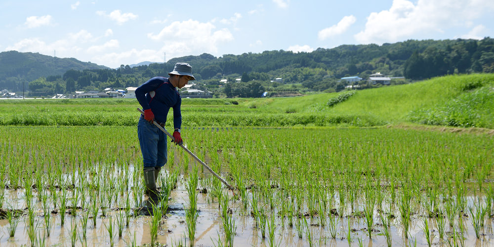 除草する毛利さん。