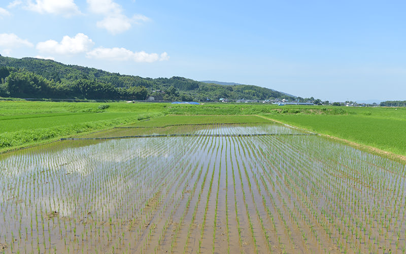 益城町の田んぼ。
