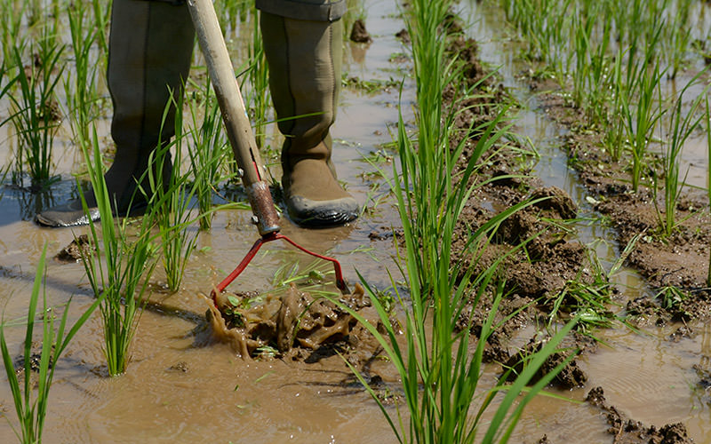 レーキで除草する。