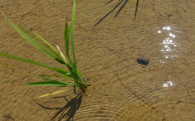 雑草を食べてくれるジャンボタニシ。