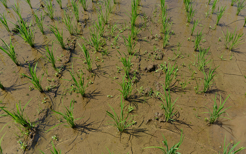 除草中の田んぼ。