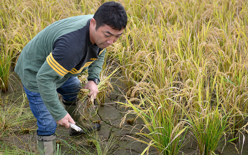 隅は手刈りする。