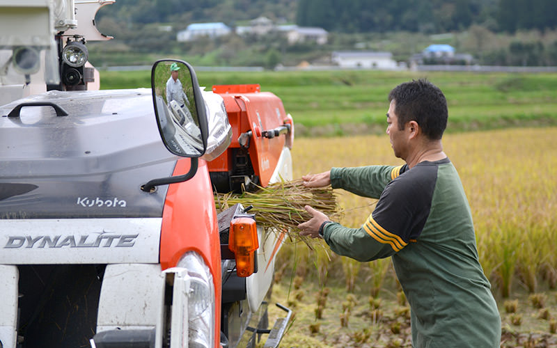 手刈りした稲をコンバインで脱穀する。