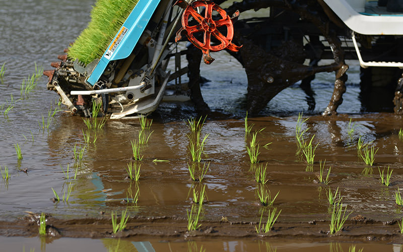 田植え直後の苗。