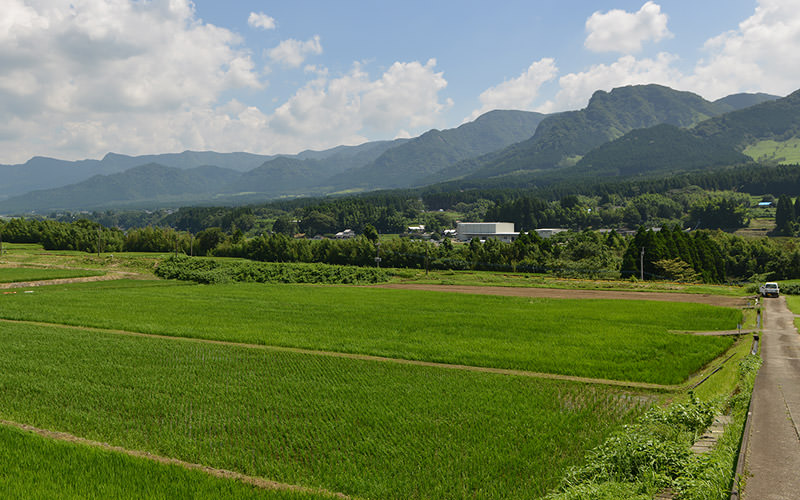 7月19日の稲の遠景。