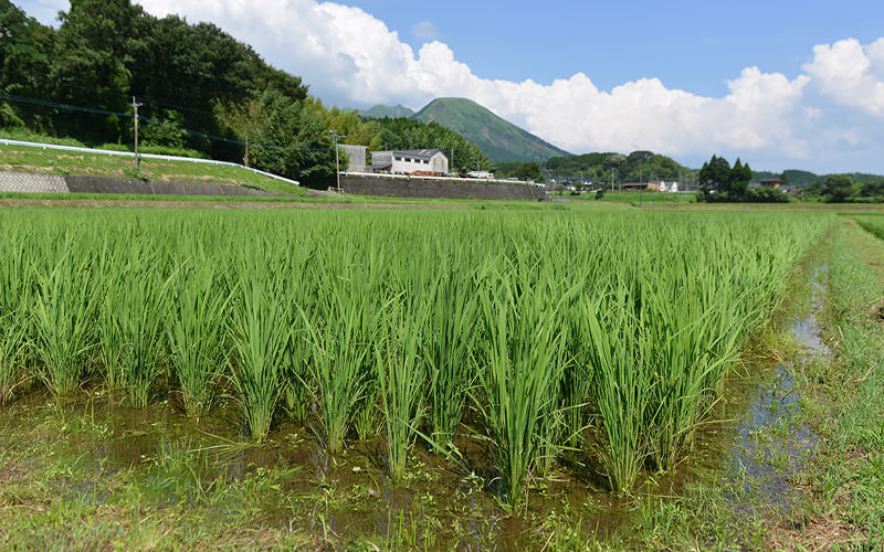7月19日の稲の様子