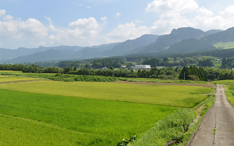 8月15日の稲の遠景