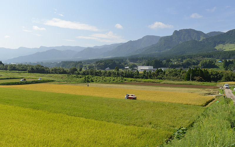 稲刈りを行う。